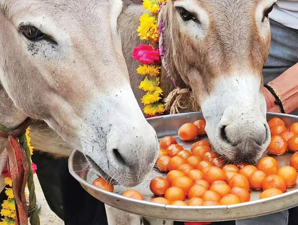 மழை வேண்டி கழுதைக்கு கல்யாணம் நடத்திய மக்கள்!