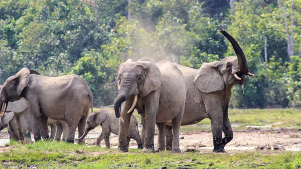 கடும் வறட்சி – 200 காட்டு யானைகளை கொன்று மக்களுக்கு உணவு